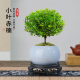 创享绿洲小叶赤楠带陶瓷花盆景植物办公室内四季花卉客厅绿植盆栽摆件好养 赤楠+冰裂纹盆+苔藓+圆底座