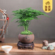 开时果 文竹盆栽桌面摆件盆景 办公室植物竹子水培绿植盆景源头直发包邮 舍得紫砂盆+苔藓+底托