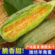 琪江果山东潍坊头茬羊角蜜甜瓜 当季新鲜水果现摘整箱 羊角蜜4.5斤-5斤3-6根
