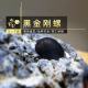 鱼官儿 观赏螺蟹除藻工具螺蟹淡水螺蟹黄金螺苹果螺辣椒蟹杀手螺豹点蟹 黑金刚螺3只【1.5-2cm】