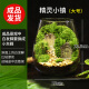 苔藓微景观创意桌面微观造景植物摆件礼物减压绿植生态瓶diy材料 精灵小镇-成品-白发藓换成小灰藓