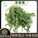 槿馐芝麻菜250g-2500g新鲜蔬菜沙拉食材生菜西餐箭菜新鲜采摘基地直发 新鲜芝麻菜500g