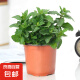 薄荷盆栽水培薄荷叶子新鲜可食用迷迭香驱蚊植物室内绿植花卉 中盆薄荷1盆（原土无盆）
