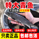 特大螺蛳青鱼苗批发半斤一斤青鱼苗淡水养殖黑鲩鱼苗乌鳍青鱼苗 青鱼苗12cm-15cm 店长推荐【50尾+多送5尾防损】