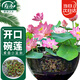 寿禾 水培碗莲种子苗荷花家庭办公室小盆栽 潍育寿艺开口碗莲种子30粒