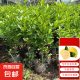 当年结果清香气味原土发货香水柠檬树苗果树苗室内阳台盆栽水果苗 总高40-50厘米【柠檬2颗】送肥料