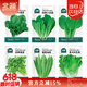 北蔬 蔬菜种子种苗大全生菜香菜菠菜夏季阳台菜籽 6种叶菜类蔬菜种子