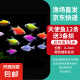 孔雀鱼天使鱼 纯种观赏鱼淡水好养热带小型观赏鱼 天使鱼12条送备损3条【发15条】