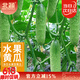北蔬 水果黄瓜种子苗青瓜夏盆栽菜籽 卓脆潍胖二号水果黄瓜种子100粒