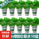 绿萝盆栽室内客厅绿植花卉 家用净化空气绿箩植物吸除甲醛吊兰 高20CM【绿加仑吸水】10盆+5肥