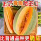 海南哈蜜瓜现摘头茬甜瓜  新鲜当季孕妇水果整箱甜瓜 5斤带箱(净重4.5斤)2-3个 超值装