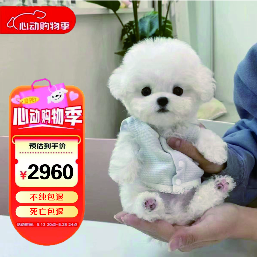 宠迈鑫纯种比熊幼犬小型小体活物卷毛血统比熊犬茶杯宠物狗狗长不大可爱 血统级 比熊 公