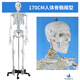蓝蝶170CM医学全身人体骨骼模型骨盆瑜伽关节可拆卸解剖结构骨架标本 170CM人体骨骼-有神经款