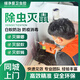 成都重庆灭鼠上门服务 灭蟑螂除虫灭白蚁消杀服务 专业除四害灭臭虫抓老鼠灭蜜蜂家庭仓库上门消杀四害服务 上门灭鼠服务（定金）