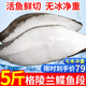 渔吻深海鲽鱼身大号碟鱼头格陵兰深海鱼比目鱼冷冻鸦片鱼去头去尾碟鱼 鲽鱼身切段 2.5kg 净重