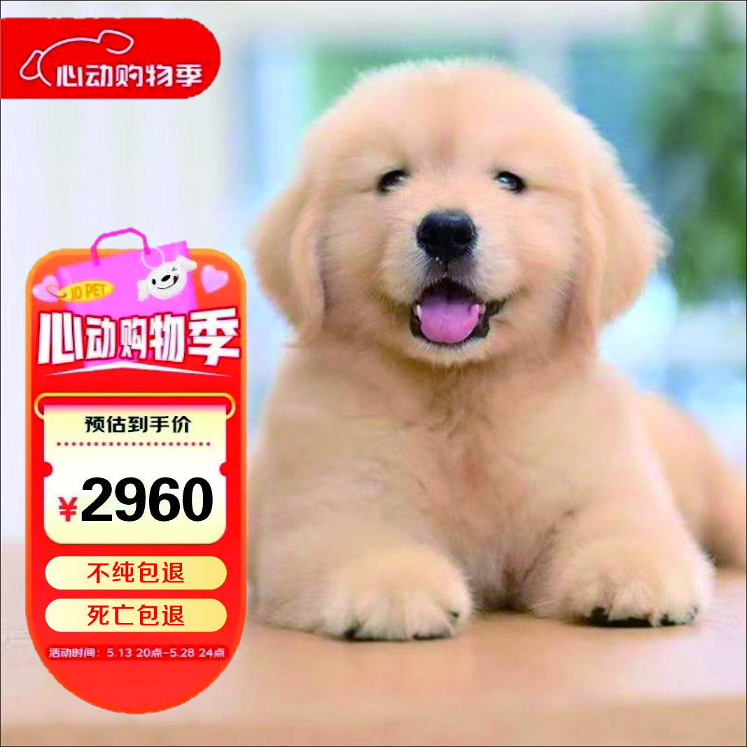 宠迈鑫纯种金毛幼犬沙滩金大骨架浅色金毛活物双血统高智商导盲犬宠物狗 血统级 金毛 公