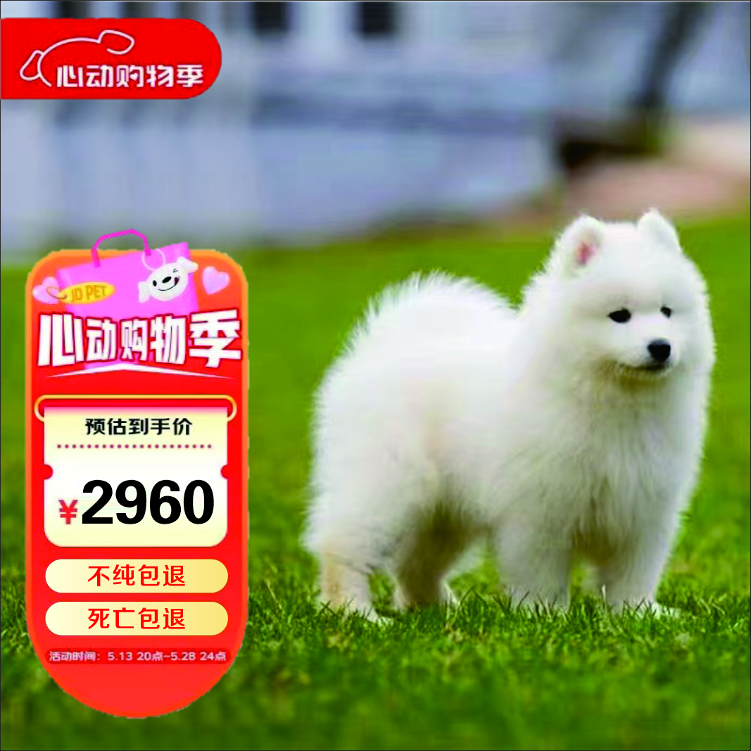 宠迈鑫纯种萨摩耶幼崽活物微笑天使萨摩耶熊版雪橇犬幼犬萨摩耶宠物狗狗 血统级 萨摩耶 公