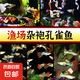 小型热带鱼观赏鱼孔雀鱼杂袍孔雀鱼天空蓝活体活鱼红扇血红 杂袍孔雀鱼3条【颜色随机】