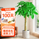 植男植女发财树客厅大型盆栽室内真绿植好养落地办公室开业招财树源头直发