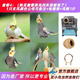 万宠汇 鸟活体虎皮鹦鹉笼养牡丹玄风活鸟学说话手养小太阳鹦鹉宠物鹦鹉 玄凤1只颜色备注+电镀笼+粮1斤