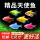 糖果色天使拉拉鱼水族养殖新手好养观赏鱼热带鱼活鱼小型活 4cm-5cm随机天使4只+1只备损