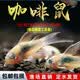 申茂澜咖啡鼠老鼠鱼清道夫金苔鼠胡子底栖鱼除藻清洁工具鱼热带观赏鱼 1.5-2.5cm咖啡鼠3条