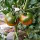 寿禾草莓番茄种子绿腚藩茄铁皮西红柿水果番茄柿子四季蔬菜栽菜籽 草莓番茄苗 12棵