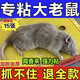超强力大号老鼠贴强力胶水无毒隐形强力胶粘鼠捕鼠驱鼠灭鼠家用装 10张装