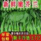 【顺丰包邮】新鲜广东芥兰芥蓝菜农家甘蓝现摘现发时令蔬菜当季菜 5斤芥蓝【顺丰包邮】