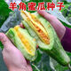 羊角蜜甜瓜种子新鲜水果种籽大全四季阳台正宗冰糖子香瓜蔬菜种子 超甜超脆羊角蜜 种子一包58粒