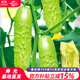 育禾农奶油黄瓜种子农科院海阳白玉水果小青瓜籽 妍白黄瓜种子100粒2袋