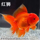 弥翠园金鱼观赏鱼冷水耐活招财宠物鱼鸿运当头红狮子头丹顶红草金锦鲤鱼 8-10厘米红狮3条