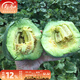 寿禾 冰翡翠小甜瓜种子种甜瓜绿皮绿肉薄皮香瓜早熟种籽 冰翡翠甜瓜种子 50粒x3包