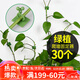 花沃里绿萝固定器中号30个 绿植免钉贴墙自粘式挂钩藤蔓植物攀爬夹子