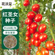 花沃里红圣女果100粒/包 蔬菜种子红珍珠番茄小西红柿阳台庭院田间种植