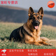 混血德牧幼犬活体德系牧羊犬黑背德国牧羊犬宠物狗狗看家护院 宠物级 德牧幼犬 公