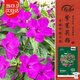 寿禾 紫茉莉花种子苗胭脂花四季种植花籽 紫茉莉种子紫红色25g约330粒