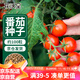 花沃里盆栽小番茄种子约100粒 蔬菜种子大全小西红柿阳台盆栽/庭院种植