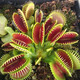 莺歌燕舞【新奇植物】捕蝇草植物花卉绿植驱蚊阳台盆栽食虫趣味猪笼草室内 美人齿大苗整株约5.5CM 原盆载好发货