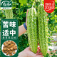 寿禾 苦瓜种子种苗油绿微苦菜瓜秋季蔬菜种籽 潍育寿苦1号苦瓜种子10g