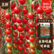 北蔬 串收番茄种子种苗瀑布樱桃小西红柿蔬菜种籽 串收番茄种子20粒