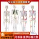 卓越科85cm人体骨骼模型 带心脏血管神经及脑模型 标准骷髅全身骨架标本 医学瑜伽关节解剖结构骨架 85cm肌肉起止点 带脊椎神经和椎间盘