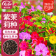 寿禾 紫茉莉花种子苗混色家庭四季种植花籽 紫茉莉种子混色25g约330粒