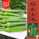 寿禾 水果秋葵种子苗秋季盆栽蔬菜种籽 潍育华纳比乐水果秋葵种子10g