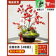听雪楼盆栽树苗带果公树冬青红果真花红果子进口年宵花花卉雄株 【带果】北美冬青4年苗高30-40厘米 不含盆+挂件一套