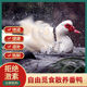 暖小七正宗农家番鸭山林散养土鸭红头鸭洋鸭鸳鸯鸭生鲜整鸭食材 小种番鸭 单只1.9-2.4斤（1只装）