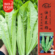 寿禾油麦菜种子苗蔬菜籽阳台盆栽春季种 无斑香油麦种子12g约1.1万粒