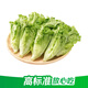 京鲜生(供港基地)生菜苗250g(长度≤15cm)
