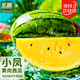 北蔬 西瓜种子种苗早熟黄心黄肉超甜西瓜水果籽 小凤黄瓤西瓜种子60粒