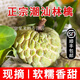 桃西村潮汕林檎大果番果荔枝 正宗樟林林檎牛奶释迦果 佛头现摘水果 2500g 超大果（单果300克以上）顺丰包邮